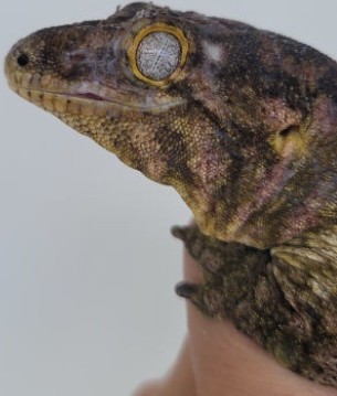 화면 캡처 2026-01-08 032233.jpg