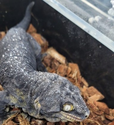 화면 캡처 2026-01-08 032152.jpg