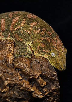 New Caledonian Giant Gecko Care Sheet