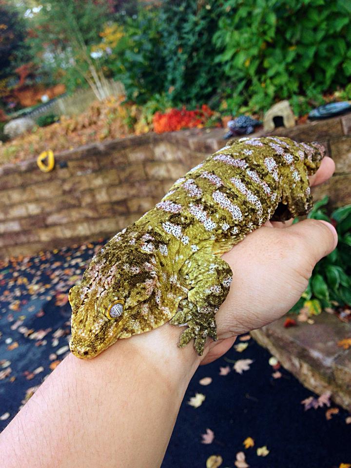 "Isaac's Pure Locale Lecture" Episode 1 - Nuu Ana