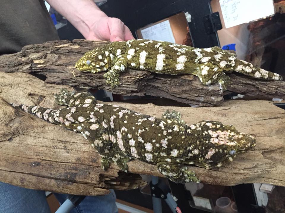 "Isaac's Pure Locale Lecture" Episode 2 - Pine Island