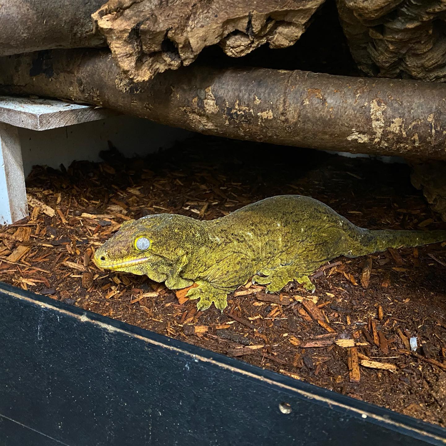 ピュアローカル ヤテ（Yaté）：ババ -