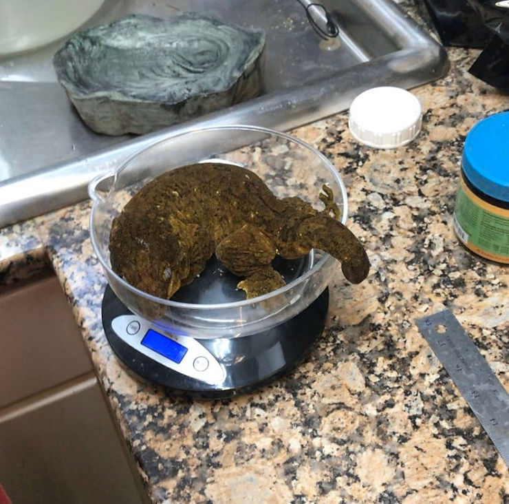 ヤテ／ババ（Bubba）