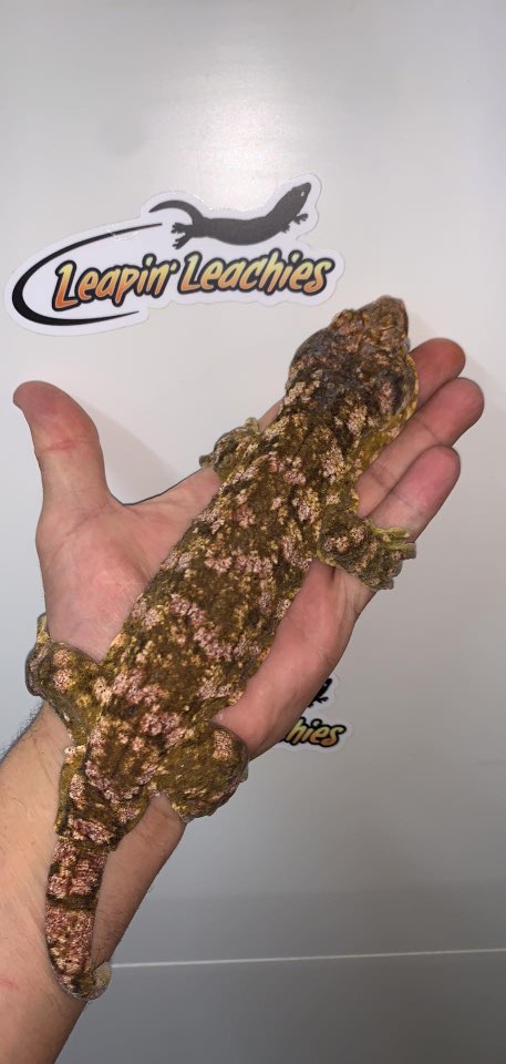 "2019 Leapin' Leachies Visit Log" Episode 2