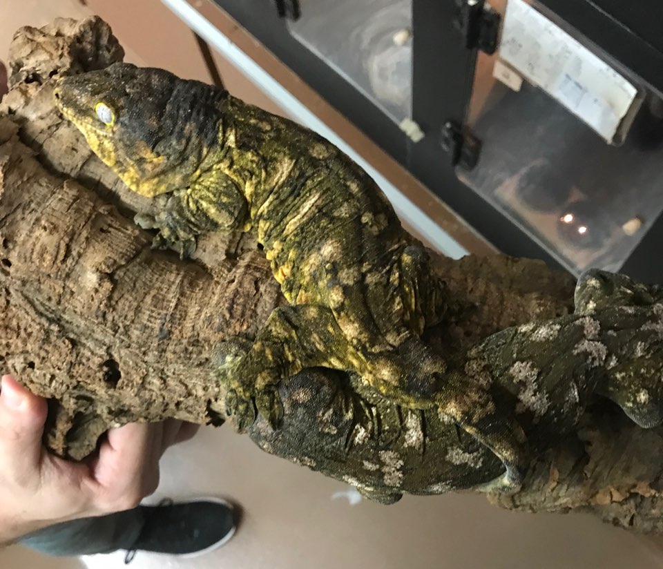 -Field Collected ヌアミ-