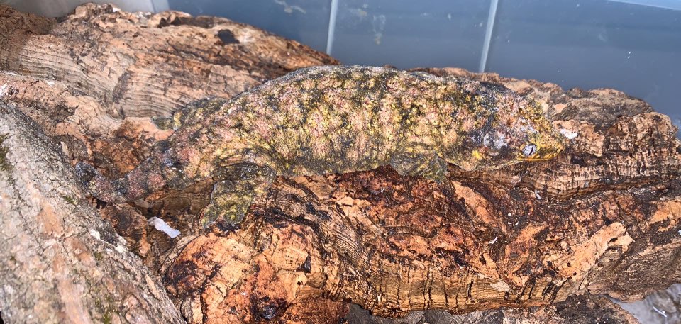 -ヌアミ / スプラッシュ（Splash）-