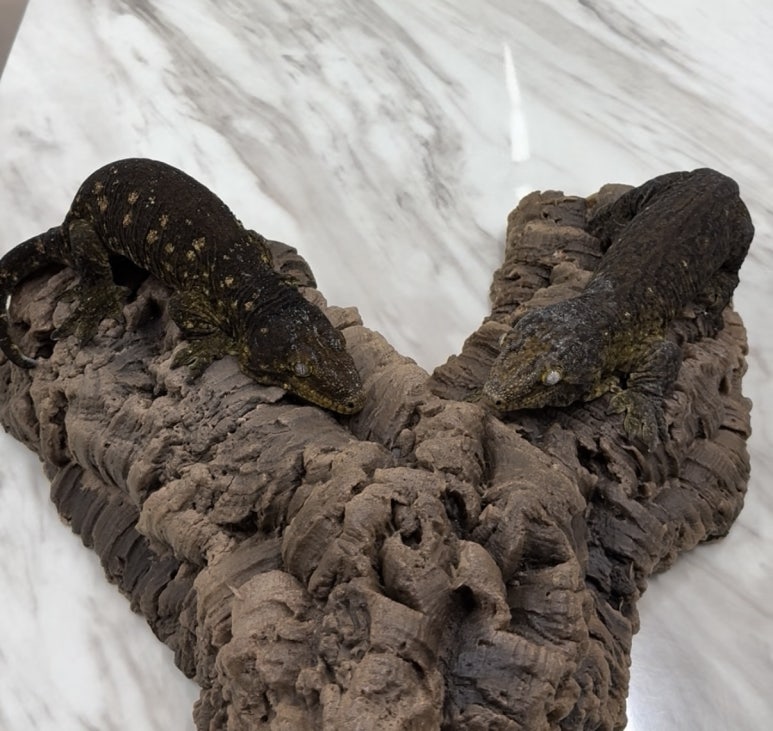 The Truth About MCDM (Mike Conley Dark Morph)